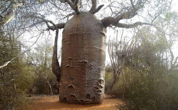 Thick tree trunk as an imitation of an increase in penis thickness
